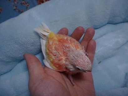 アキクサインコ（秋草インコ）