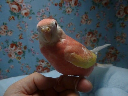 アキクサインコ（秋草インコ）