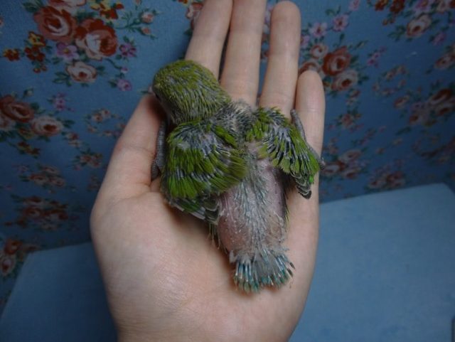 コザクラインコ（小桜インコ）