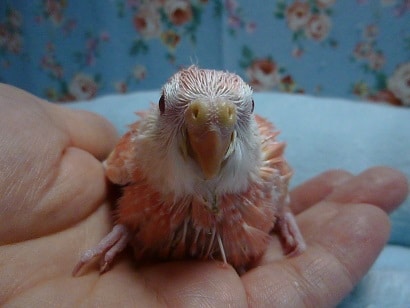 アキクサインコ（秋草インコ）