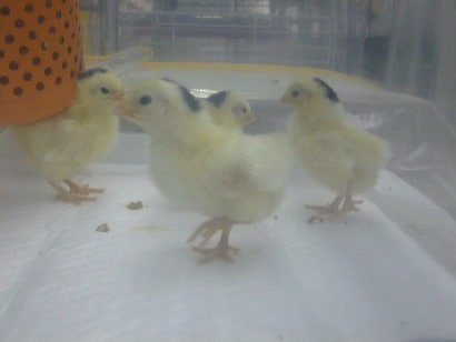 碁石チャボ（ゴイシチャボ）