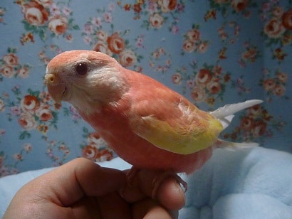 アキクサインコ（秋草インコ）
