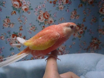 アキクサインコ（秋草インコ）