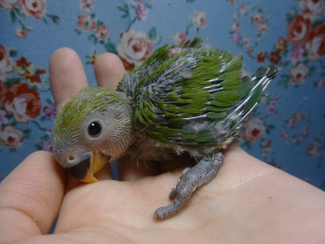 コザクラインコ（小桜インコ）