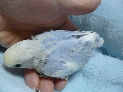 コザクラインコ（小桜インコ）