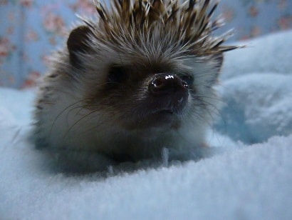 ハリネズミ（ヨツユビハリネズミ）