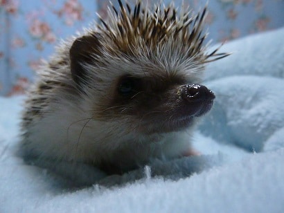 ハリネズミ（ヨツユビハリネズミ）