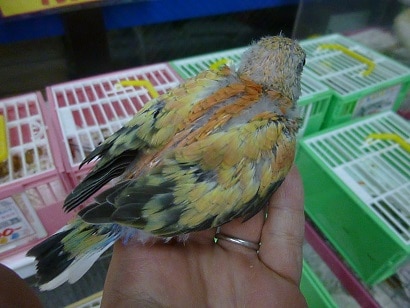 アキクサインコ（秋草インコ）
