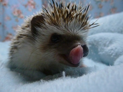 ハリネズミ（ヨツユビハリネズミ）