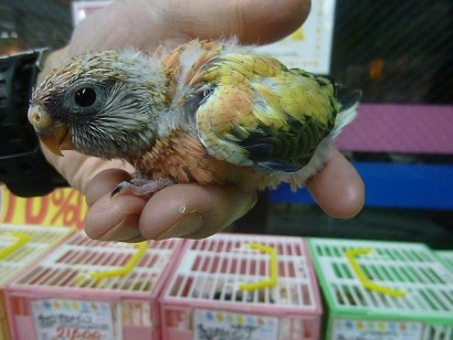 アキクサインコ（秋草インコ）