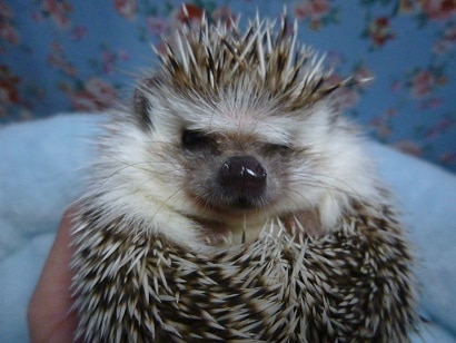 ハリネズミ（ヨツユビハリネズミ）