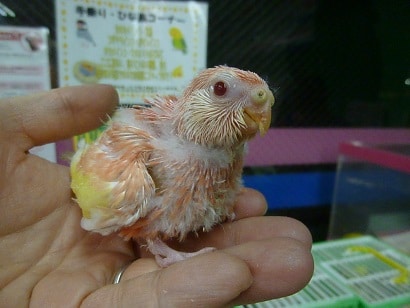 アキクサインコ（秋草インコ）