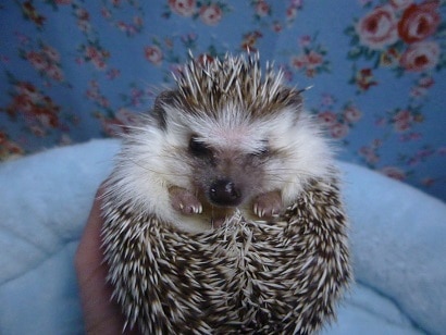 ハリネズミ（ヨツユビハリネズミ）