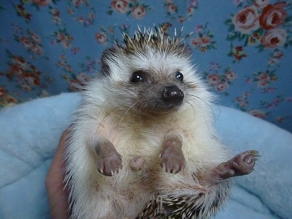 ハリネズミ（ヨツユビハリネズミ）