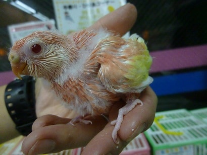 アキクサインコ（秋草インコ）