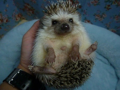 ハリネズミ（ヨツユビハリネズミ）