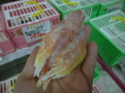 アキクサインコ（秋草インコ）