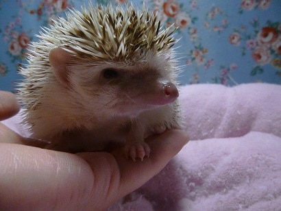 ハリネズミ（ヨツユビハリネズミ）