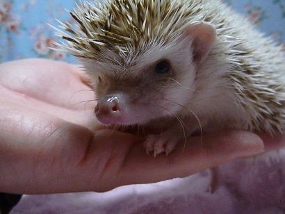 ハリネズミ（ヨツユビハリネズミ）