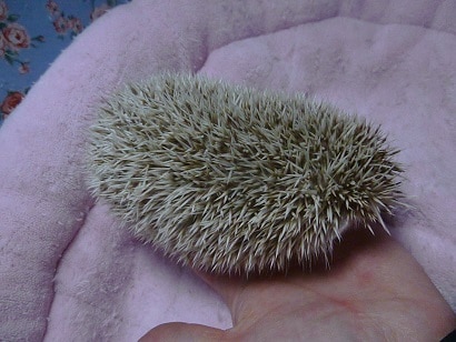 ハリネズミ（ヨツユビハリネズミ）