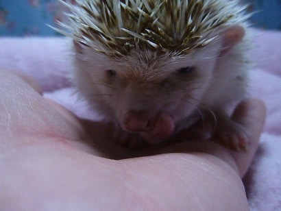 ハリネズミ（ヨツユビハリネズミ）