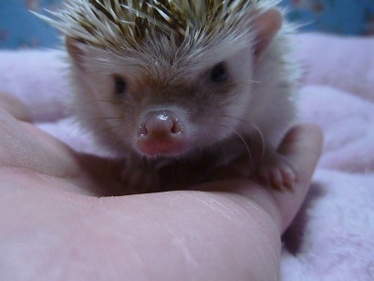 ハリネズミ（ヨツユビハリネズミ）