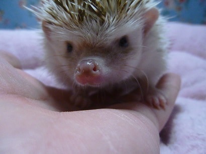 ハリネズミ（ヨツユビハリネズミ）