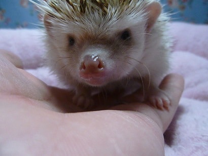 ハリネズミ（ヨツユビハリネズミ）