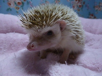 ハリネズミ（ヨツユビハリネズミ）