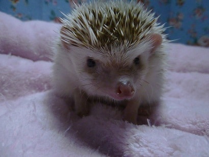 ハリネズミ（ヨツユビハリネズミ）