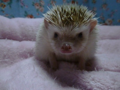 ハリネズミ（ヨツユビハリネズミ）