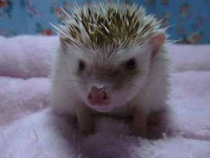 ハリネズミ（ヨツユビハリネズミ）