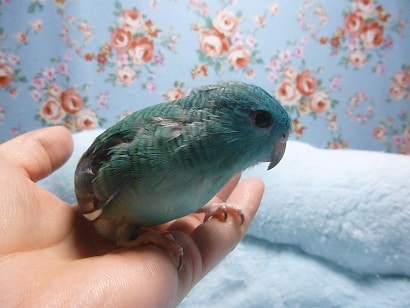 サザナミインコ