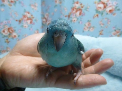 サザナミインコ