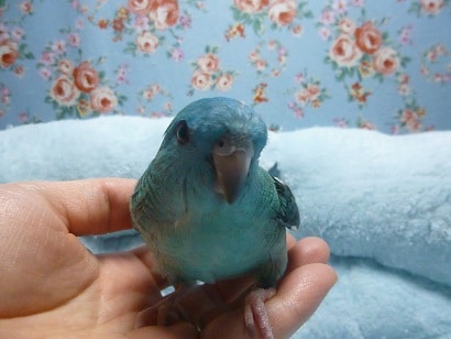 サザナミインコ