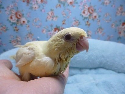 サザナミインコ