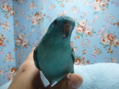 サザナミインコ