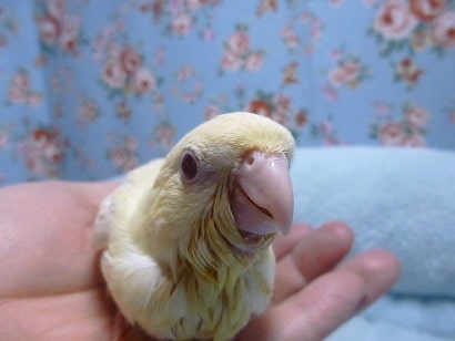 サザナミインコ