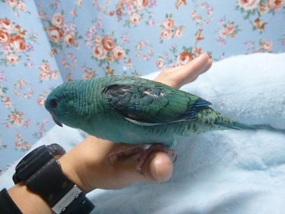 サザナミインコ