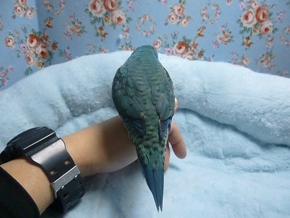 サザナミインコ