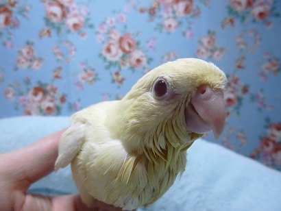サザナミインコ