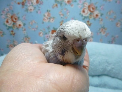 ジャンボセキセイインコ