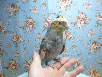 オカメインコ