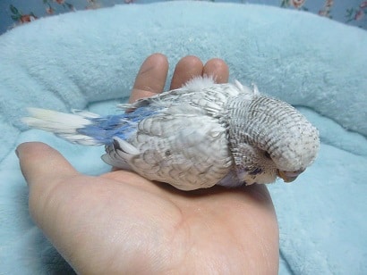 ジャンボセキセイインコ