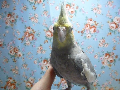 オカメインコ