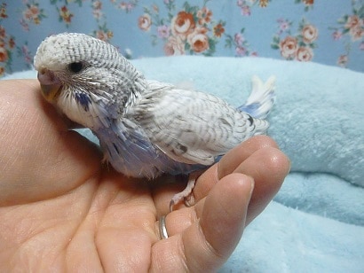 ジャンボセキセイインコ