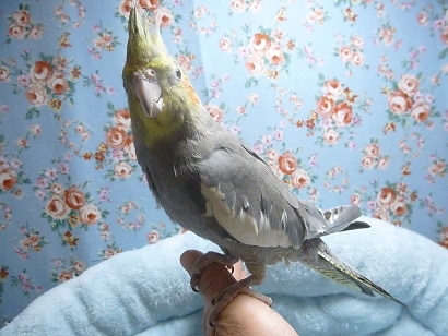 オカメインコ