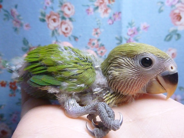 コザクラインコ（小桜インコ）