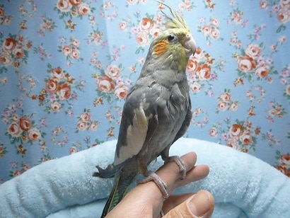 オカメインコ