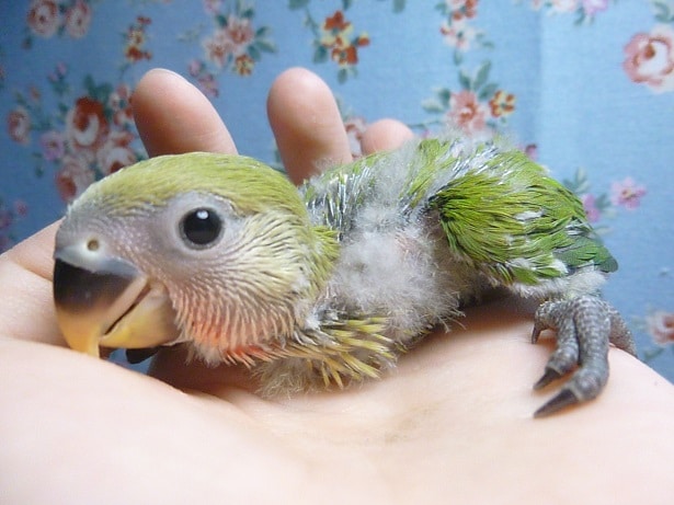 コザクラインコ（小桜インコ）